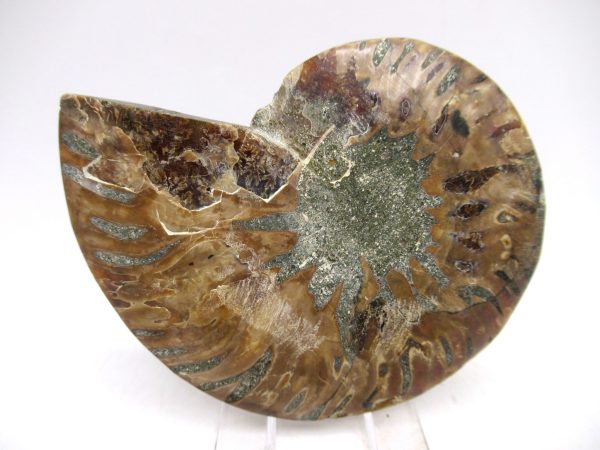 Madagascar Ammonite Pair Fossil for Sale Medium ~ 3.58" #149 - Image 3
