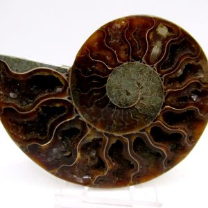 Madagascar Ammonite Pair Fossil for Sale Medium ~ 3.41" #150