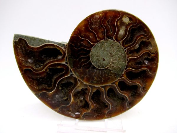 Madagascar Ammonite Pair Fossil for Sale Medium ~ 3.41" #150
