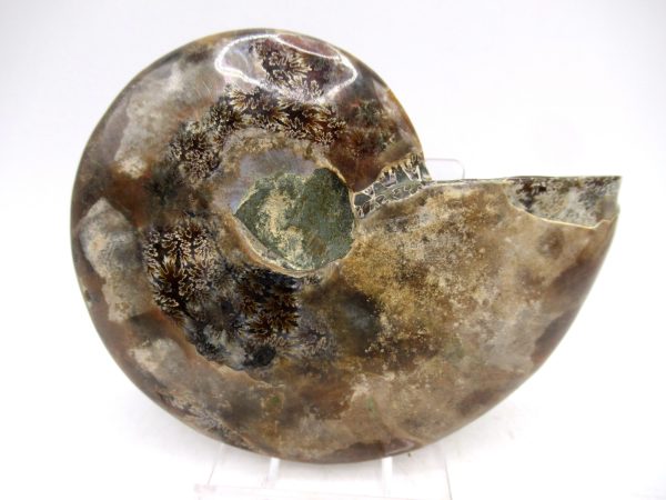 Madagascar Ammonite Pair Fossil for Sale Medium ~ 3.41" #150 - Image 2