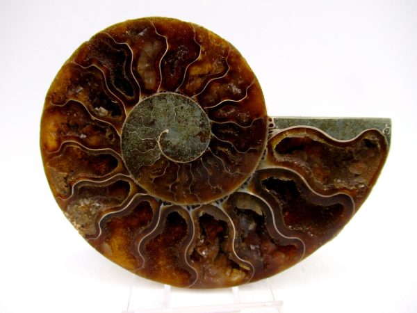 Madagascar Ammonite Pair Fossil for Sale Medium ~ 3.41" #150 - Image 4