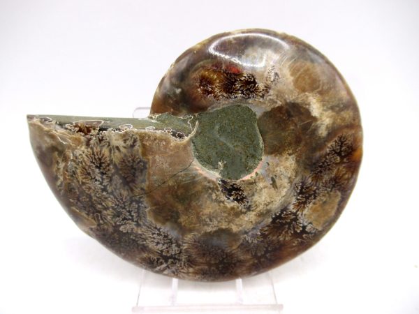 Madagascar Ammonite Pair Fossil for Sale Medium ~ 3.41" #150 - Image 3
