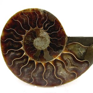 Madagascar Ammonite Pair Fossil for Sale Medium ~ 3.55" #151