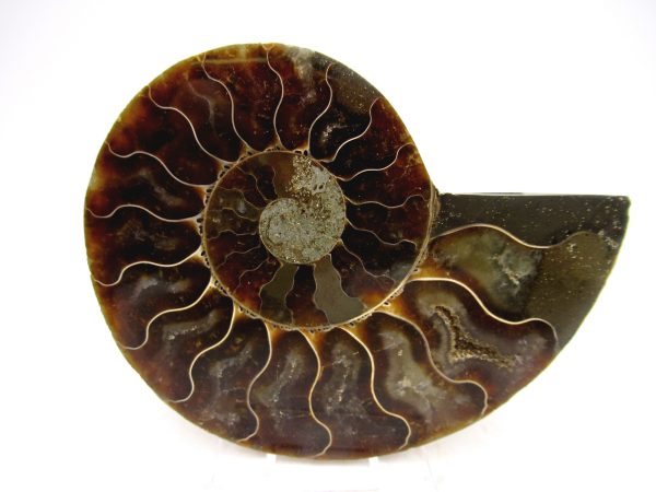 Madagascar Ammonite Pair Fossil for Sale Medium ~ 3.55" #151