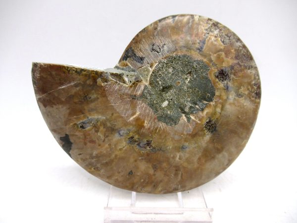 Madagascar Ammonite Pair Fossil for Sale Medium ~ 3.55" #151 - Image 2