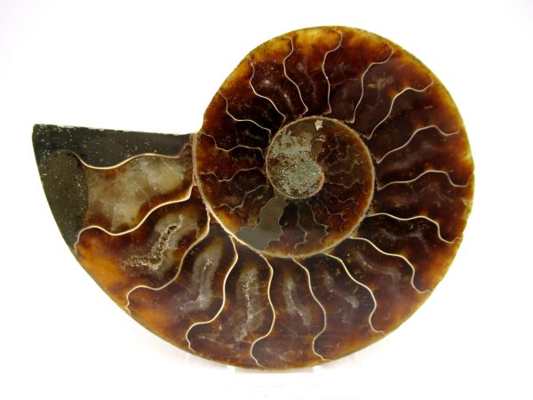 Madagascar Ammonite Pair Fossil for Sale Medium ~ 3.55" #151 - Image 4