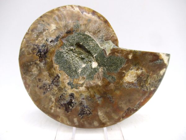 Madagascar Ammonite Pair Fossil for Sale Medium ~ 3.55" #151 - Image 3