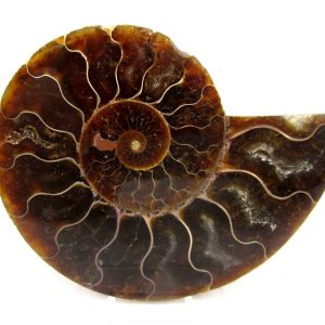 Madagascar Ammonite Pair Fossil for Sale Medium ~ 3.14" #152