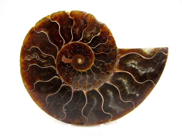 Madagascar Ammonite Pair Fossil for Sale Medium ~ 3.14" #152