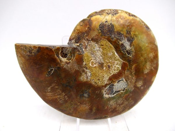 Madagascar Ammonite Pair Fossil for Sale Medium ~ 3.14" #152 - Image 2
