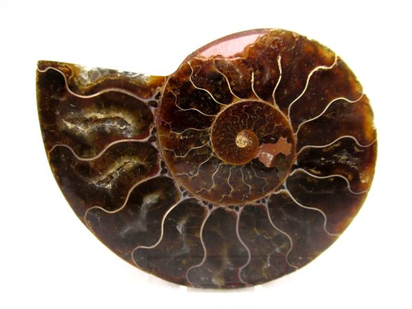 Madagascar Ammonite Pair Fossil for Sale Medium ~ 3.14" #152 - Image 4