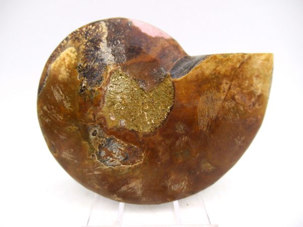 Madagascar Ammonite Pair Fossil for Sale Medium ~ 3.14" #152 - Image 3