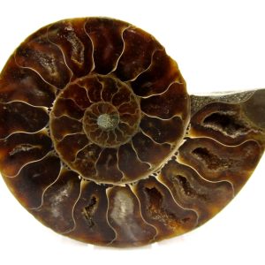 Madagascar Ammonite Pair Fossil for Sale Medium ~ 3.09" #153
