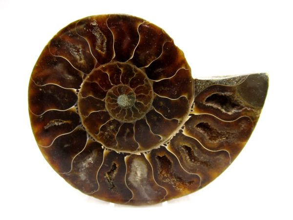 Madagascar Ammonite Pair Fossil for Sale Medium ~ 3.09" #153