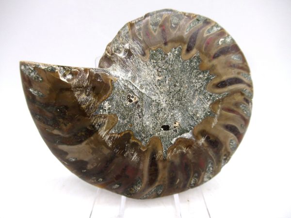 Madagascar Ammonite Pair Fossil for Sale Medium ~ 3.09" #153 - Image 2
