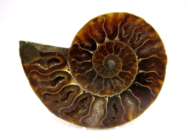 Madagascar Ammonite Pair Fossil for Sale Medium ~ 3.09" #153 - Image 4