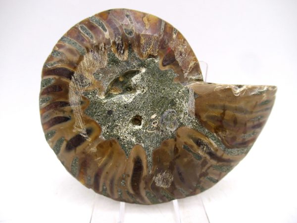 Madagascar Ammonite Pair Fossil for Sale Medium ~ 3.09" #153 - Image 3