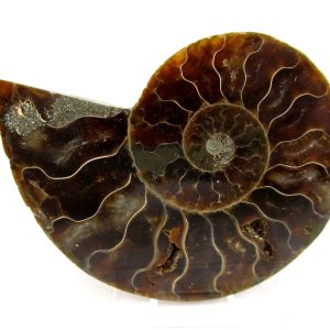 Madagascar Ammonite Pair Fossil for Sale Medium ~ 3.17" #154