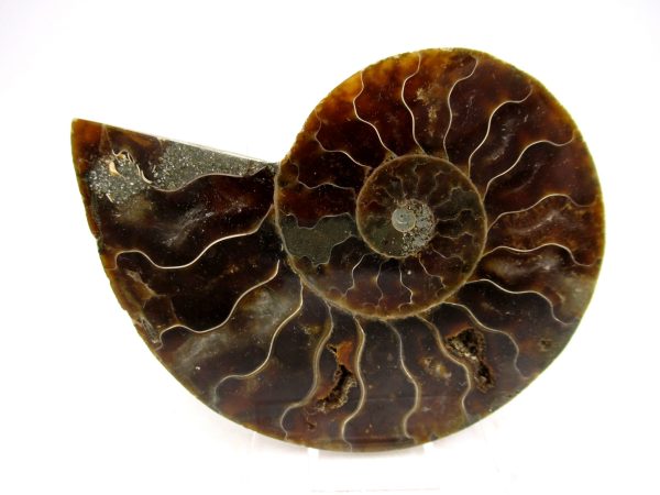 Madagascar Ammonite Pair Fossil for Sale Medium ~ 3.17" #154