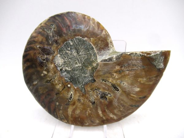 Madagascar Ammonite Pair Fossil for Sale Medium ~ 3.17" #154 - Image 2