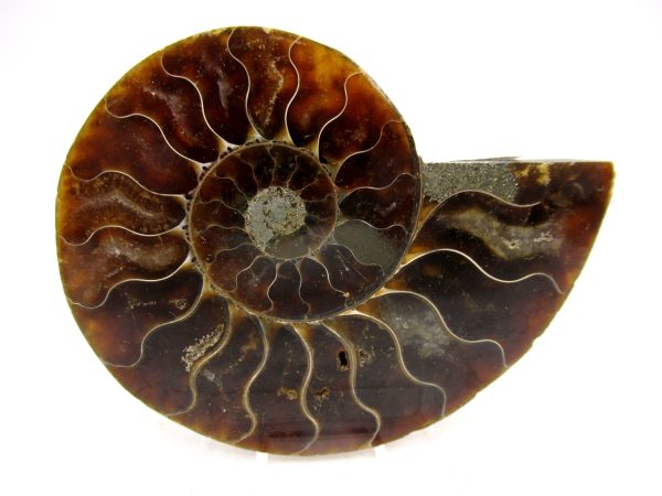 Madagascar Ammonite Pair Fossil for Sale Medium ~ 3.17" #154 - Image 4