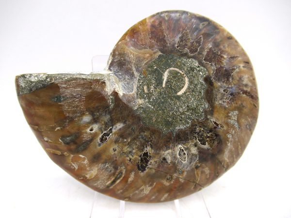 Madagascar Ammonite Pair Fossil for Sale Medium ~ 3.17" #154 - Image 3