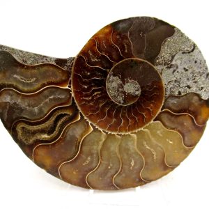 Madagascar Ammonite Pair Fossil for Sale Medium ~ 3.44" #155