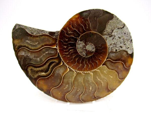 Madagascar Ammonite Pair Fossil for Sale Medium ~ 3.44" #155