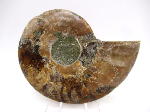 Madagascar Ammonite Pair Fossil for Sale Medium ~ 3.44" #155 - Image 2