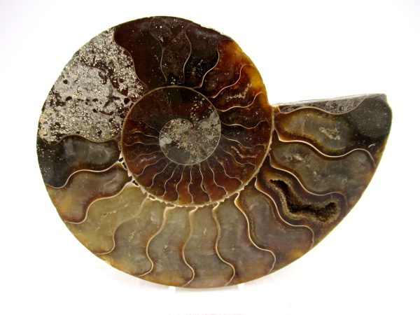 Madagascar Ammonite Pair Fossil for Sale Medium ~ 3.44" #155 - Image 4