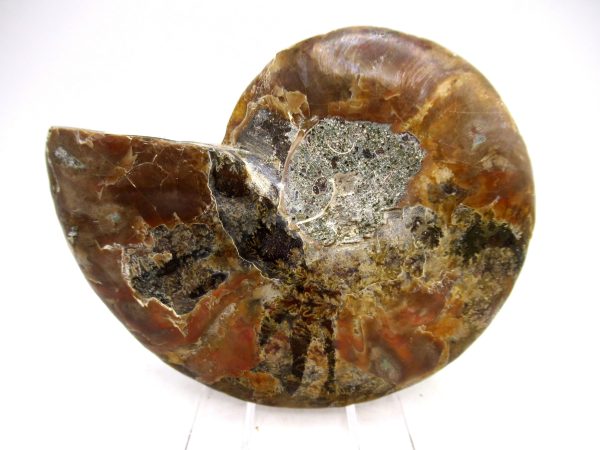 Madagascar Ammonite Pair Fossil for Sale Medium ~ 3.44" #155 - Image 3
