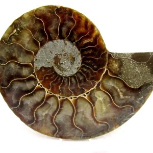 Madagascar Ammonite Pair Fossil for Sale Medium ~ 3.97" #156