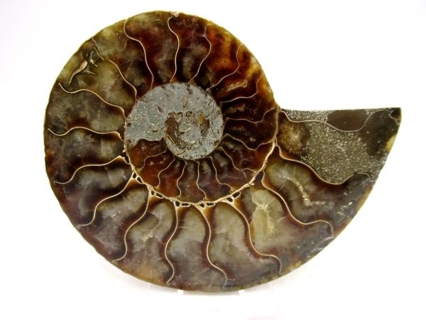 Madagascar Ammonite Pair Fossil for Sale Medium ~ 3.97" #156