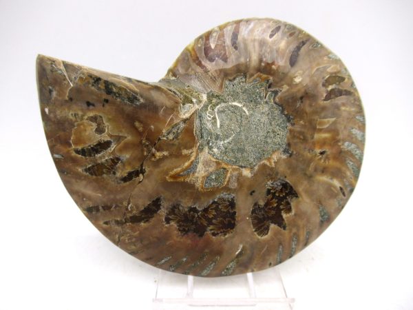 Madagascar Ammonite Pair Fossil for Sale Medium ~ 3.97" #156 - Image 2
