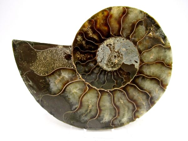 Madagascar Ammonite Pair Fossil for Sale Medium ~ 3.97" #156 - Image 4