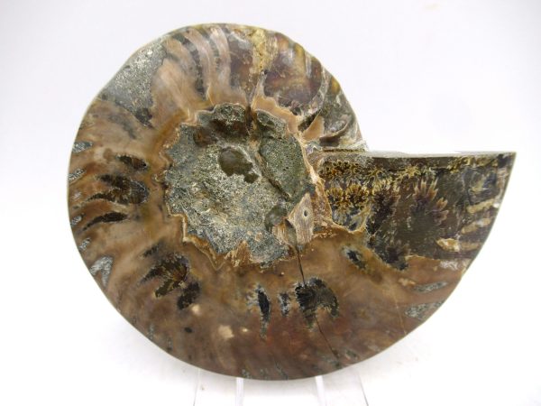 Madagascar Ammonite Pair Fossil for Sale Medium ~ 3.97" #156 - Image 3