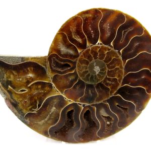 Madagascar Ammonite Pair Fossil for Sale Medium ~ 3.27 #157