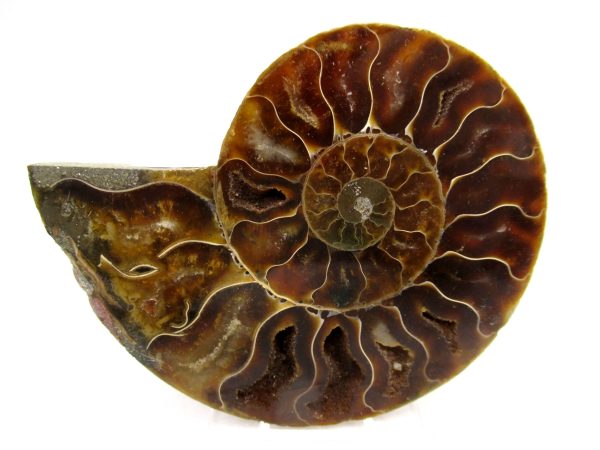 Madagascar Ammonite Pair Fossil for Sale Medium ~ 3.27 #157
