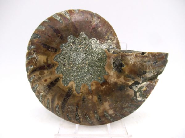Madagascar Ammonite Pair Fossil for Sale Medium ~ 3.27 #157 - Image 2