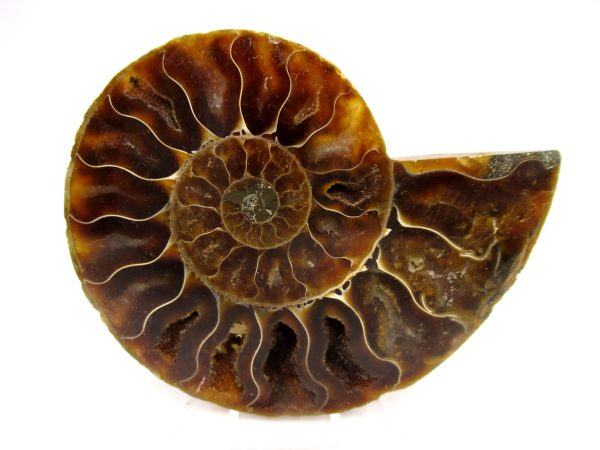 Madagascar Ammonite Pair Fossil for Sale Medium ~ 3.27 #157 - Image 4