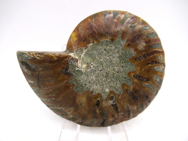 Madagascar Ammonite Pair Fossil for Sale Medium ~ 3.27 #157 - Image 3