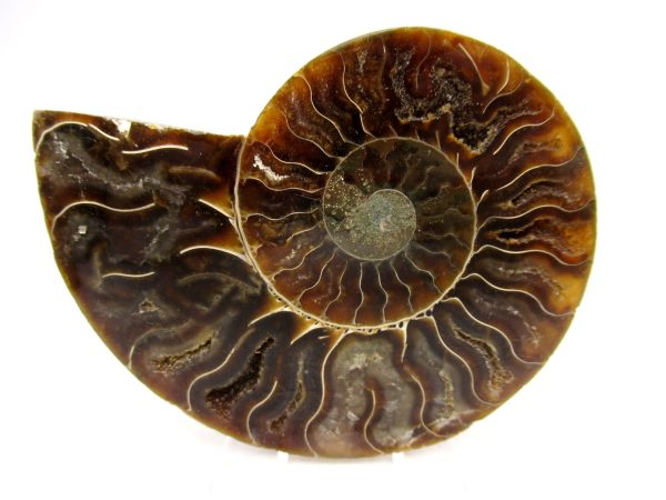 Madagascar Ammonite Pair Fossil for Sale Medium ~ 3.32" #158
