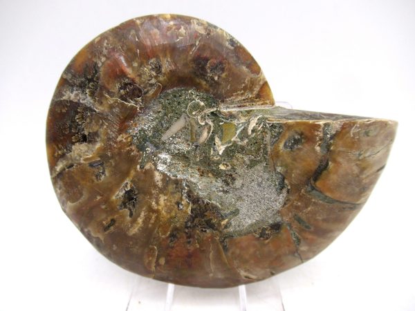 Madagascar Ammonite Pair Fossil for Sale Medium ~ 3.32" #158 - Image 2