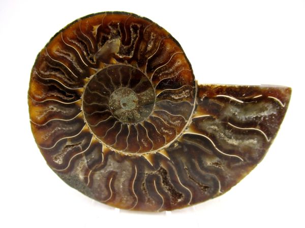 Madagascar Ammonite Pair Fossil for Sale Medium ~ 3.32" #158 - Image 4