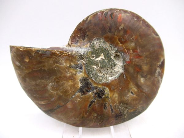 Madagascar Ammonite Pair Fossil for Sale Medium ~ 3.32" #158 - Image 3