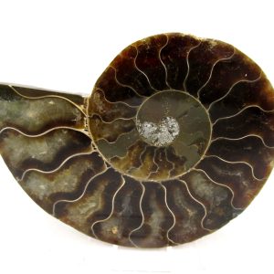 Madagascar Ammonite Pair Fossil for Sale Medium ~ 3.59" #159