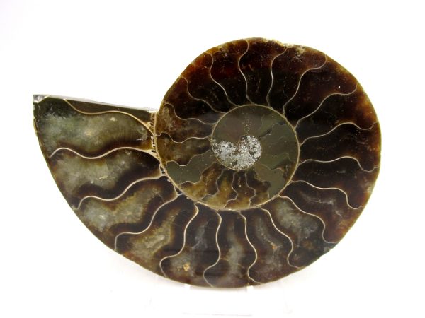 Madagascar Ammonite Pair Fossil for Sale Medium ~ 3.59" #159