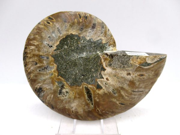 Madagascar Ammonite Pair Fossil for Sale Medium ~ 3.59" #159 - Image 2