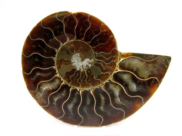 Madagascar Ammonite Pair Fossil for Sale Medium ~ 3.59" #159 - Image 4
