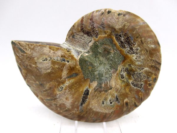 Madagascar Ammonite Pair Fossil for Sale Medium ~ 3.59" #159 - Image 3